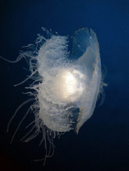 Twilight Jellyfish-Saipan Grotto by Martin Dalsaso 